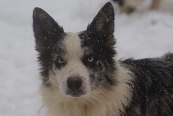 picture of dog